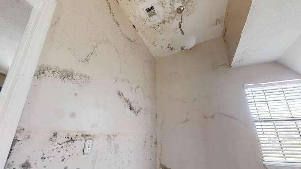 Best Forensic Mold Investigation  in Miami, AZ