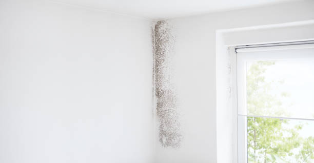  Miami, AZ Mold Removal Pros