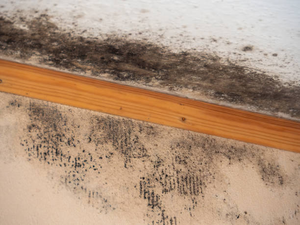 Best Attic Mold Removal  in Miami, AZ