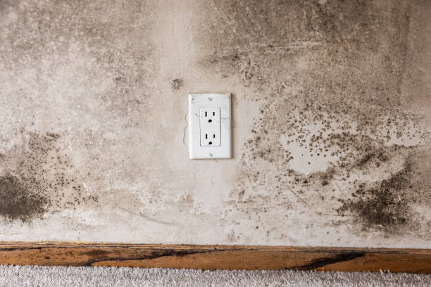 Best Asbestos and Lead Testing During Mold Inspection  in Miami, AZ
