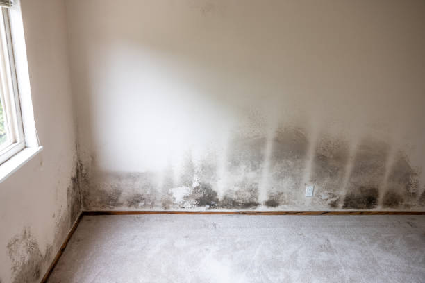 Best Mold Prevention Services  in Miami, AZ