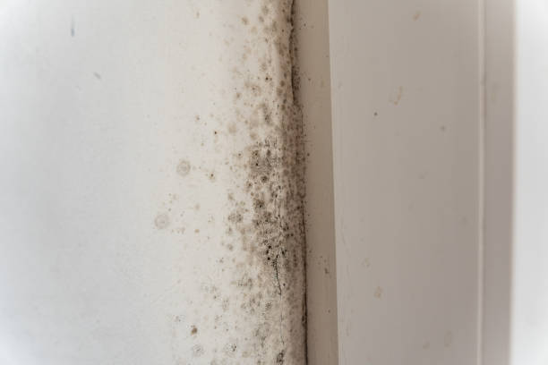 Best Commercial Mold Inspection  in Miami, AZ