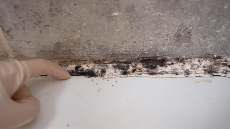 Best Crawl Space Mold Remediation  in Miami, AZ